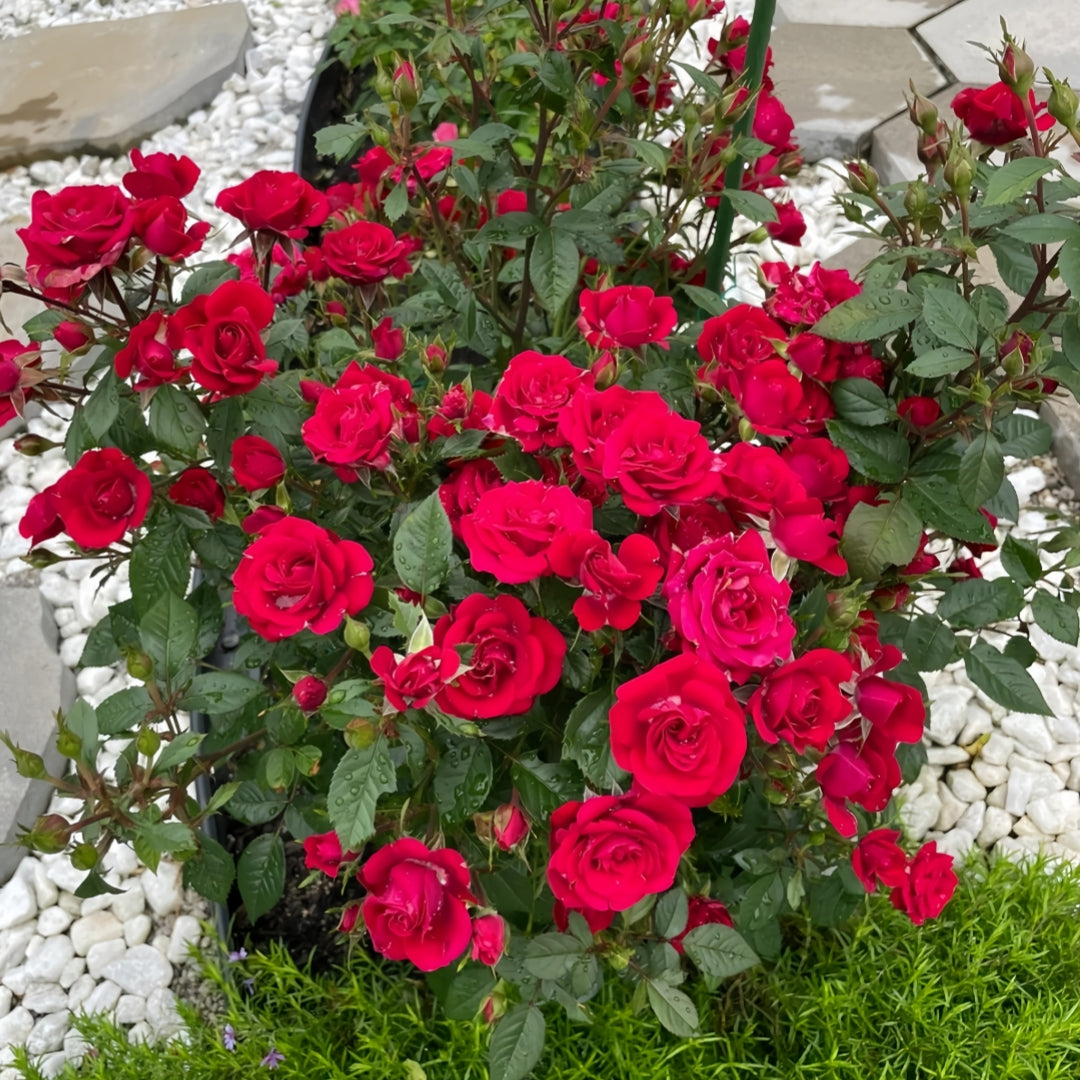 Beautiful Mini Rose Seeds