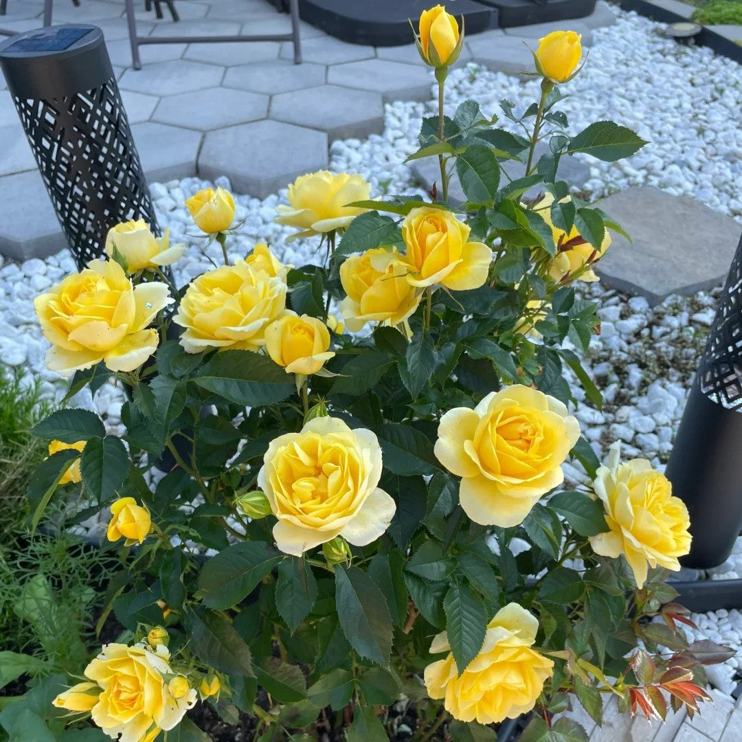 Beautiful Mini Rose Seeds