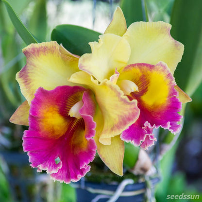 Cattleya Orchid Seeds
