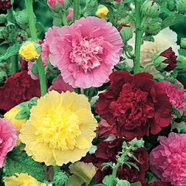 Mixed Color Double Hollyhock Seeds