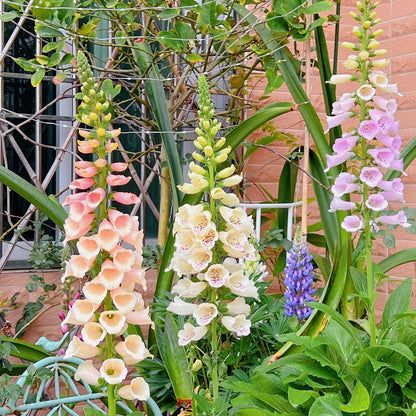 Premium Giant Foxglove Seeds — Easy to Grow Perennial