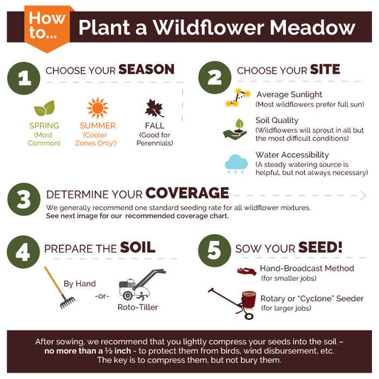 Shorty Low-Grow Wildflower Seed Mix