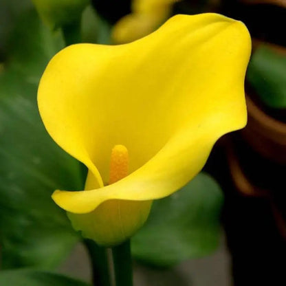 🌸Grow Your Own Calla Lilies — Easy, Elegant, Rewarding