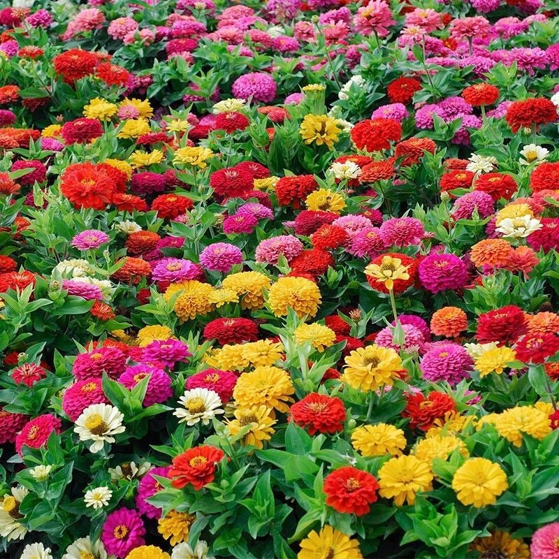 🌸 Fast-growing Blooms All Season - Zinnia Seeds Mix