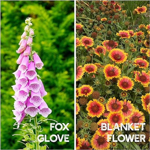 All Perennial Flower Seeds Mix