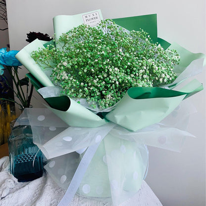 Grow a Starry Garden at Home – Premium Baby’s Breath Seeds