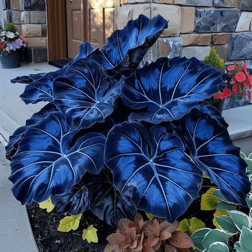 Royal Blue - Giant Caladium Bulbs