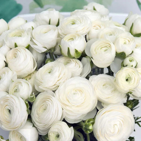 💐 Premium Ranunculus Flower Bulbs – Perfect for Containers or Beds
