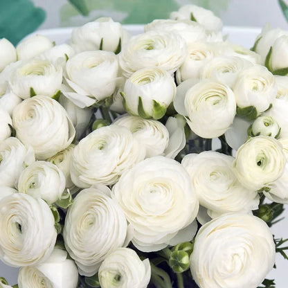 💐 Premium Ranunculus Flower Bulbs – Perfect for Containers or Beds