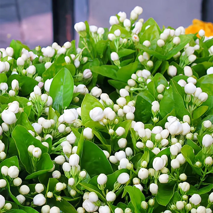 Rare Double Jasmine Seeds – Stunning Fragrant White Blooms