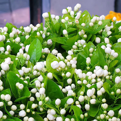 Rare Double Jasmine Seeds – Stunning Fragrant White Blooms