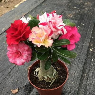 Desert Rose🌹- Multiple Varieties🌈 Heat-Resistant✨