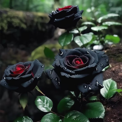 RARE BLACK RED ROSE FLOWER SEEDS