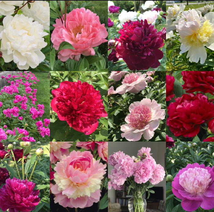 Peony Seeds (Autumn Saw)