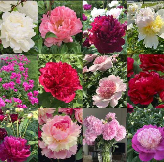 Peony Seeds (Autumn Saw)