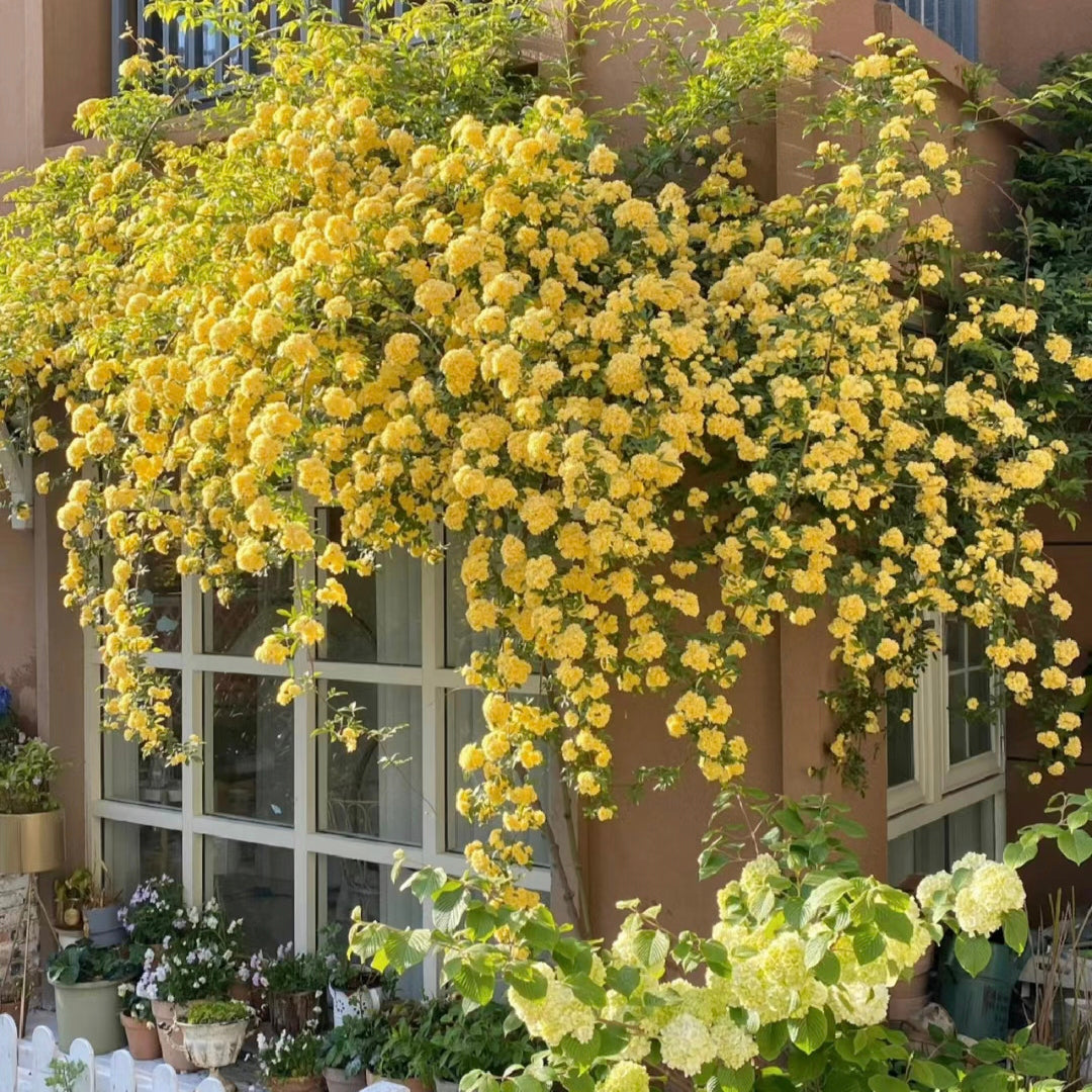Yellow Banks Rose Seeds