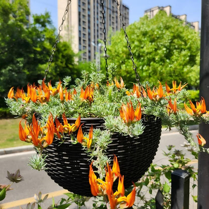 🦜 Lotus berthelotii Seeds