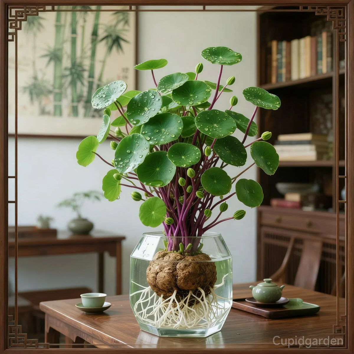 🎈🪴Red rattan Stephania Erecta Bulbs: The strongest houseplant for lazy people☘️