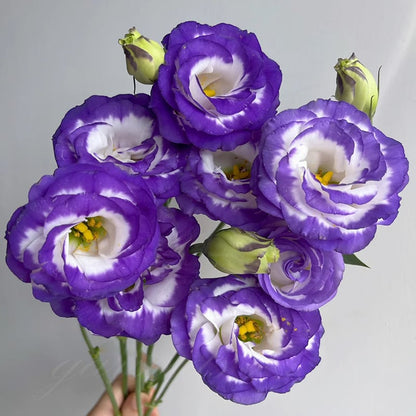 Eustoma Thornless Rose - Lisanthus Seeds