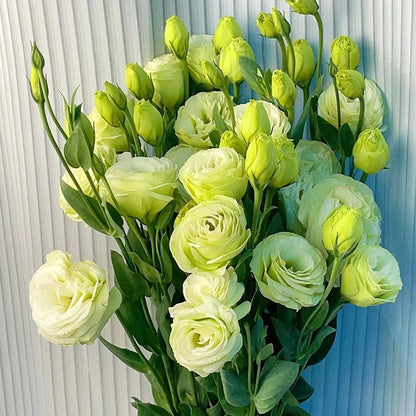 Eustoma Thornless Rose - Lisanthus Seeds