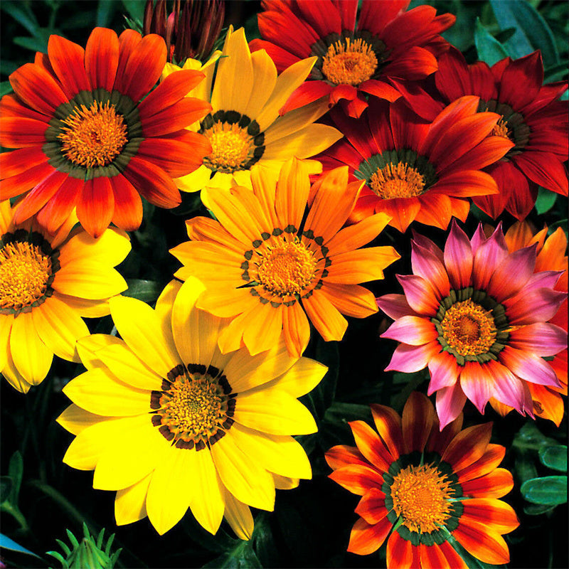 Mixed Gazania Seeds – Treasure Flower Blend