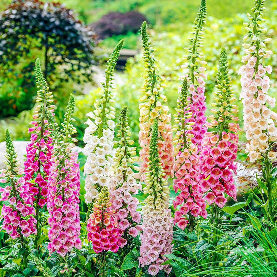 Premium Giant Foxglove Seeds — Easy to Grow Perennial