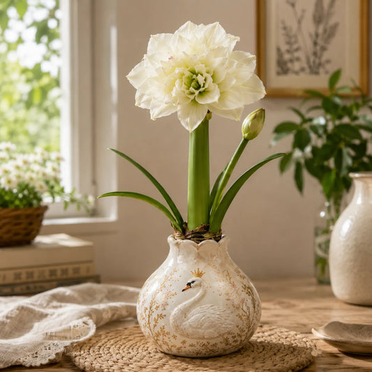 🌺  Amaryllis Bulbs – No Soil, No Water, Just Watch It Grow
