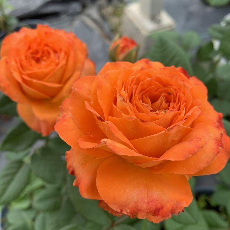 Climbing Rose Seeds🌹