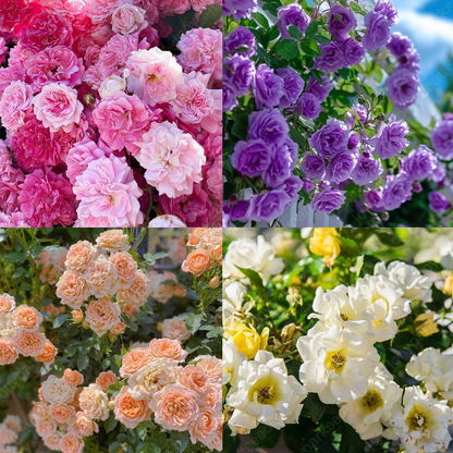 Mix Climbing Rose Seeds for Planting