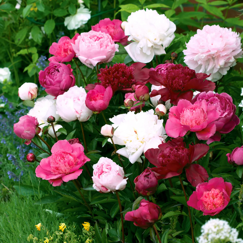 Peony Seeds Mix Colors
