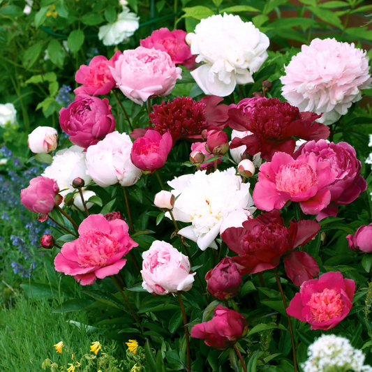 Peony Seeds Mix Colors