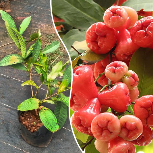 Wax-apple Fruit Seeds 100% Germination Rate