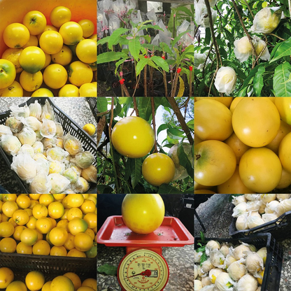 Golden Fruit Seeds - Abiu Fruit-Pouteria Caimito
