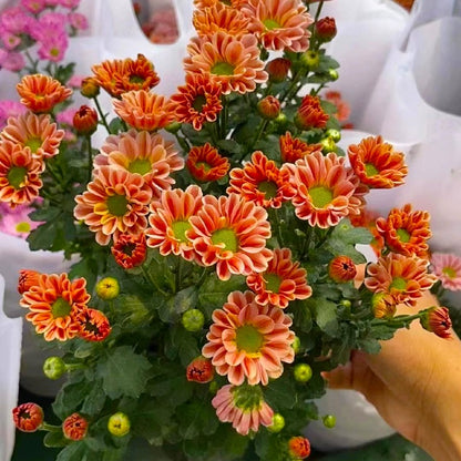 Bellis Perennis 'Mini Daisy' Seeds