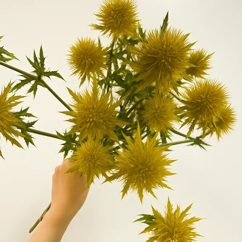 Kenya Eryngium Seeds