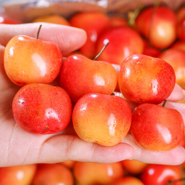 Rainier Cherry Fruit Seeds-Big Fruits, High Yield, Pure Sweetness