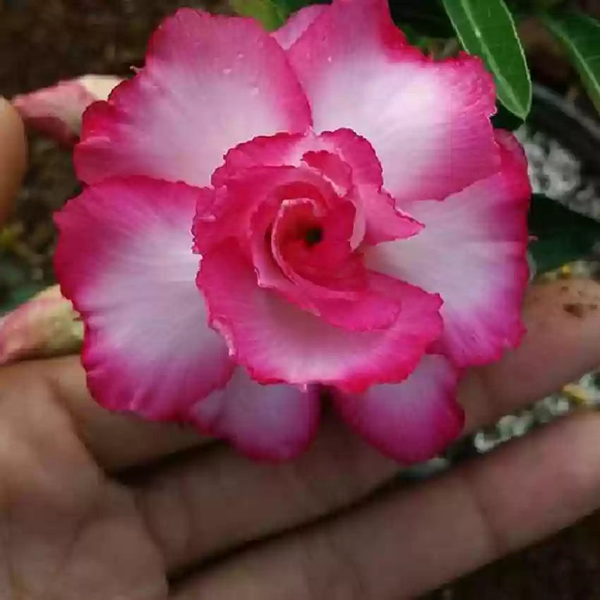 Desert Rose - 'Good Luck'