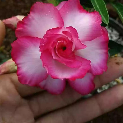Desert Rose - 'Good Luck'