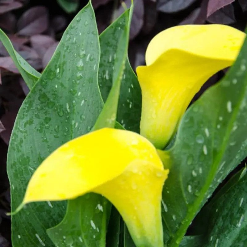 🌸Grow Your Own Calla Lilies — Easy, Elegant, Rewarding