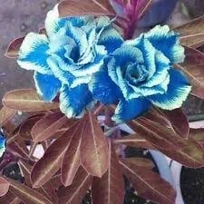 🌵🌹 Dive into Desert Beauty: Desert Rose Seeds for Your Tranquil Haven!-Various Colors🌱Long Flowering Period 🏜️🌺