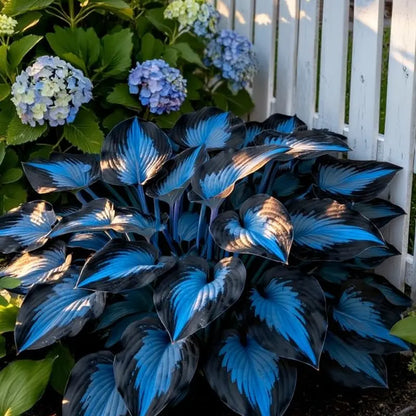 💙 Midnight Blue Heart Hosta Seeds Perennial Shade Plant