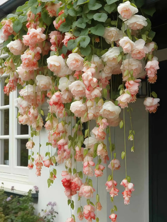 Weeping Begonia Seeds - Malus Halliana