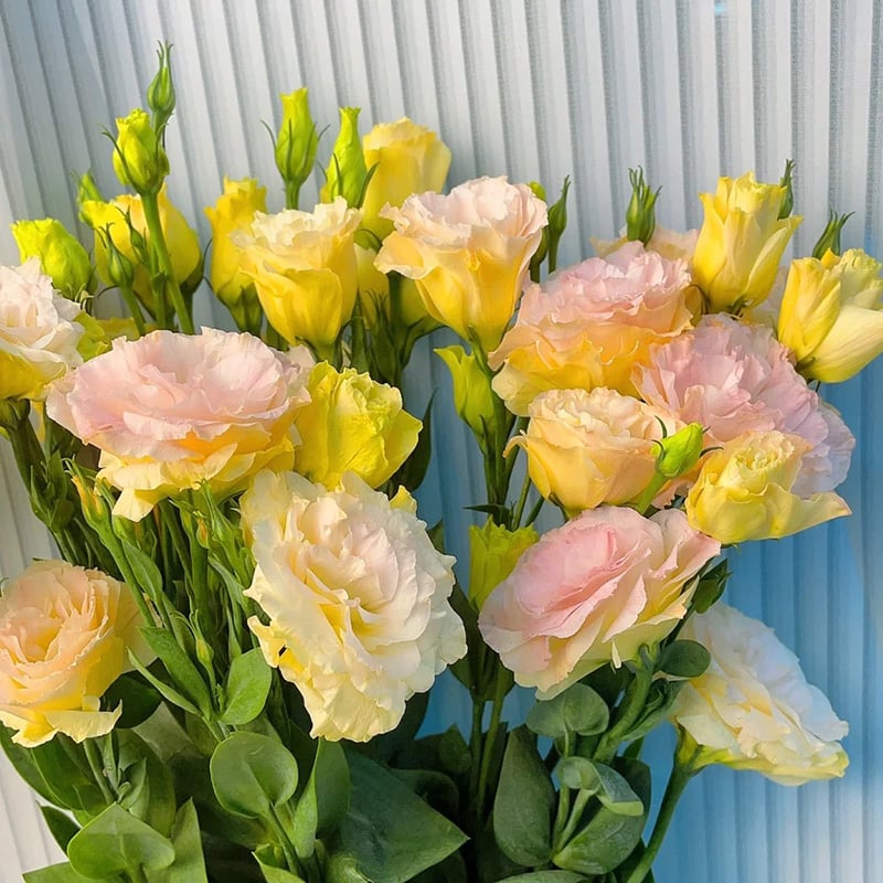 Eustoma Thornless Rose - Lisanthus Seeds