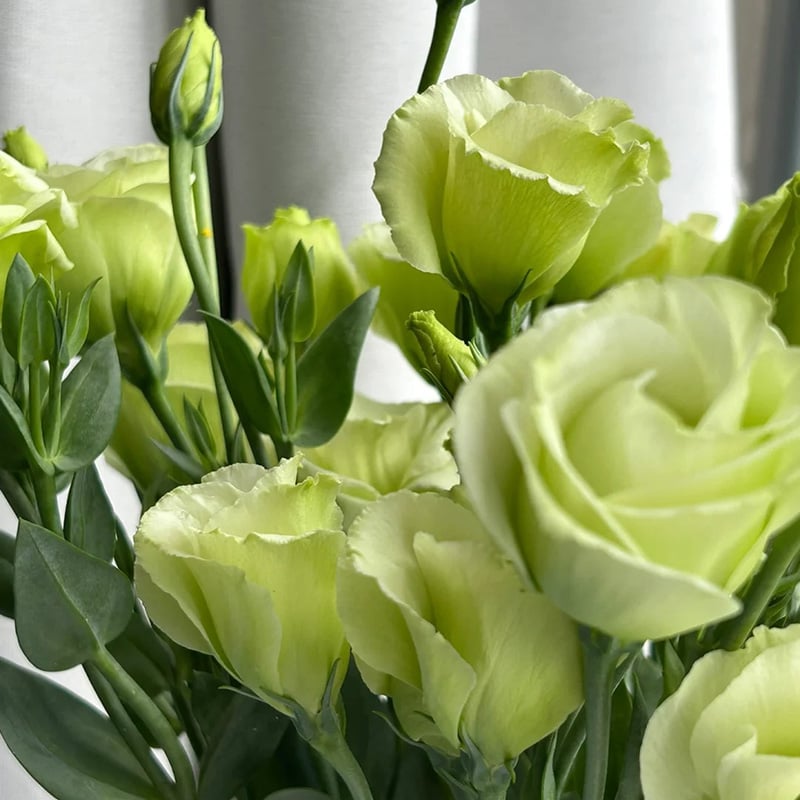 Eustoma Thornless Rose - Lisanthus Seeds
