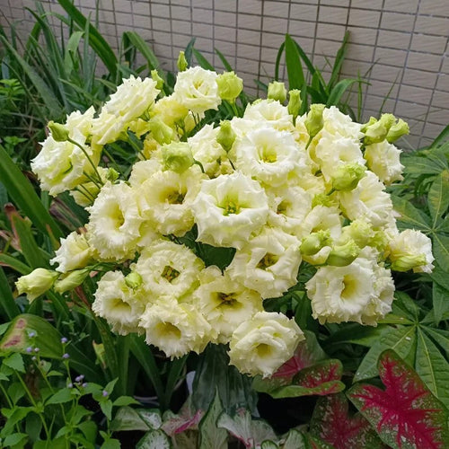 🔥Best-Selling Premium Lisianthus Seeds — Grow Elegant Blooms That Last Longer