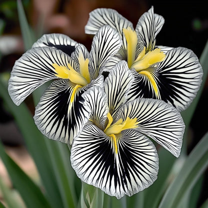Zebra Stripes Iris Seeds