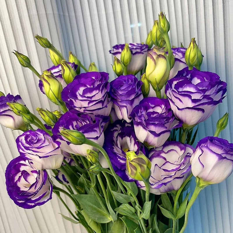 Eustoma Thornless Rose - Lisanthus Seeds