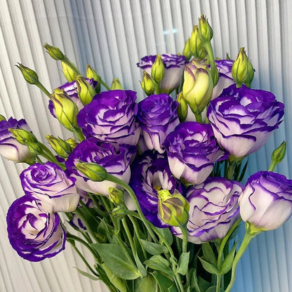 Eustoma Thornless Rose - Lisanthus Seeds