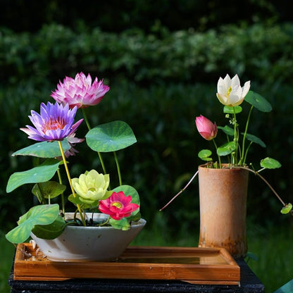 💐The Sacred Bonsai Bowl Lotus Flower