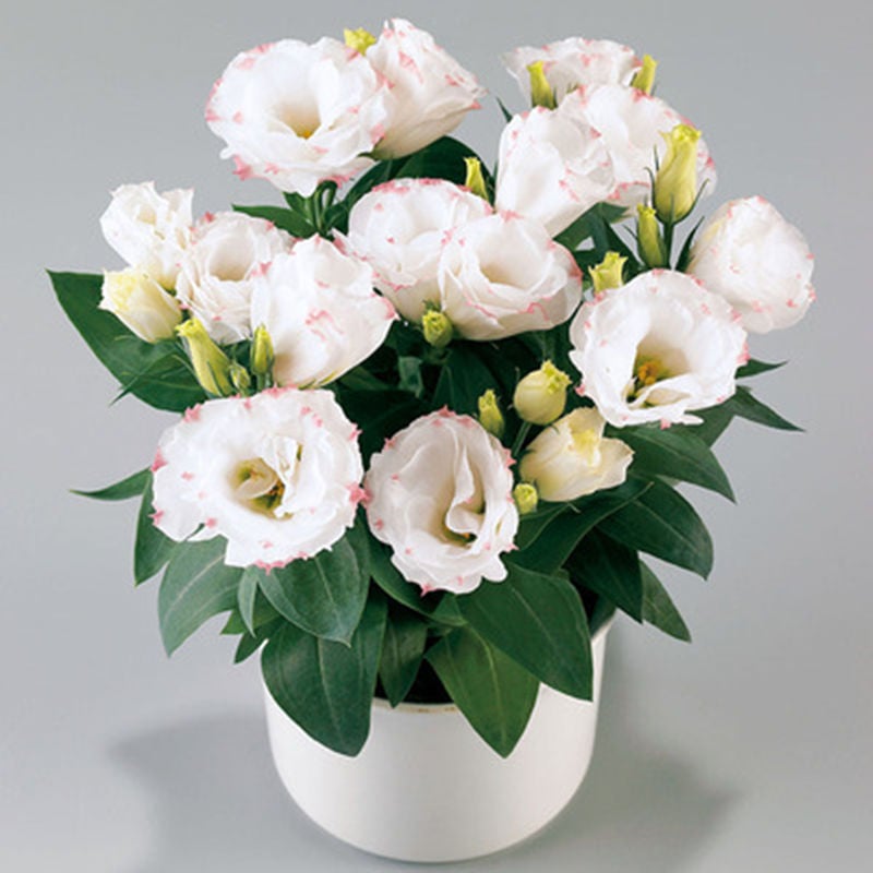 Eustoma Thornless Rose - Lisanthus Seeds